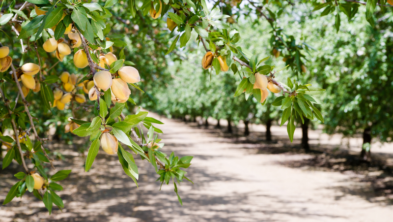 Illustration for article titled A Simple Explanation for the Paradox of How California’s Almonds Boomed in the Drought